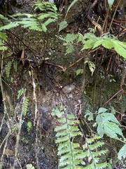 Hymenasplenium cheilosorum