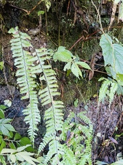 Hymenasplenium cheilosorum