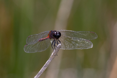 Diplacodes melanopsis