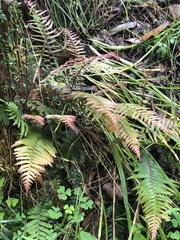 Blechnum parrisiae