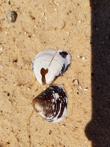 Cyrenidae