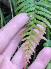 Blechnum parrisiae