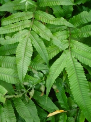 Bolbitis heteroclita