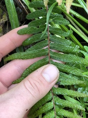 Blechnum parrisiae