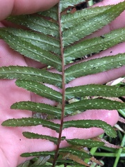 Blechnum parrisiae