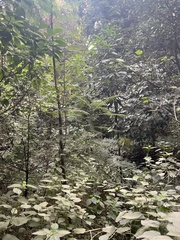 Phyllanthus emblica