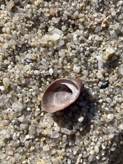 Crepidula adunca