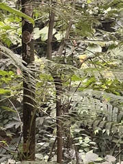Phyllanthus emblica