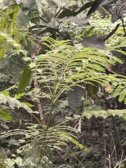 Phyllanthus emblica