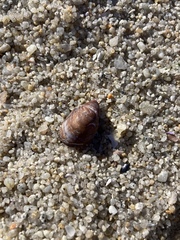 Crepidula adunca