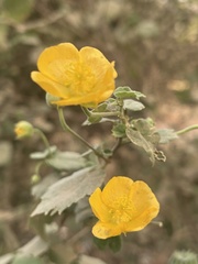 Abutilon indicum