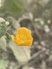 Abutilon indicum