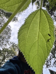 Urticaceae