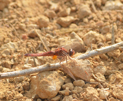 Crocothemis servilia