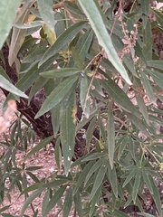 Vitex agnus-castus