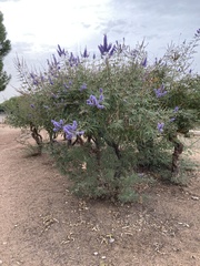 Vitex agnus-castus