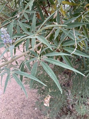 Vitex agnus-castus