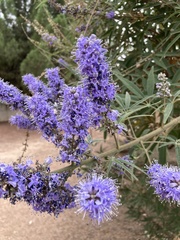 Vitex agnus-castus