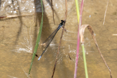 Pseudagrion ignifer