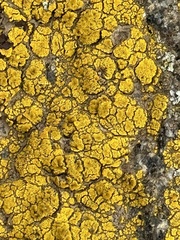Candelariella rosulans