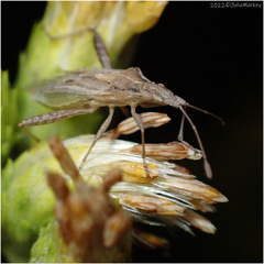 Harmostes reflexulus