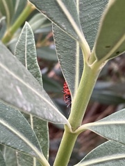 Spilostethus furcula