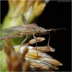 Harmostes reflexulus