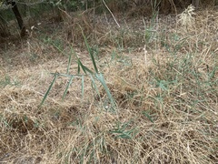 Phragmites australis