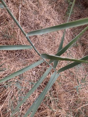 Phragmites australis
