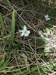 Viola cunninghamii