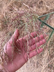 Phragmites australis