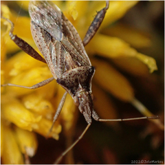 Harmostes reflexulus