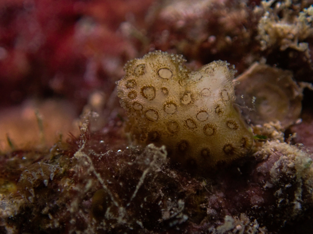 Pocilloporidae from Yona, Guam on November 12, 2022 at 11:09 AM by ...