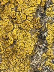 Candelariella rosulans