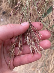 Phragmites australis