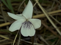 Viola cunninghamii