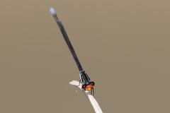 Pseudagrion ignifer