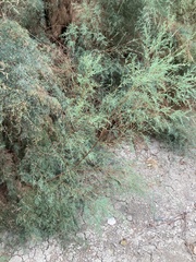 Tamarix