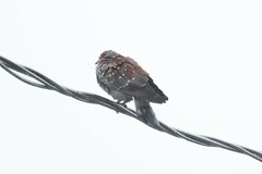 Columba guinea