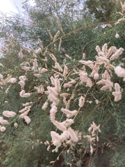 Tamarix