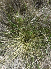 Aciphylla subflabellata