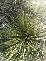 Aciphylla