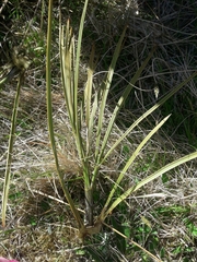 Aciphylla