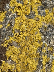 Candelariella rosulans