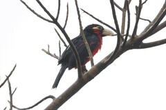 Lybius bidentatus