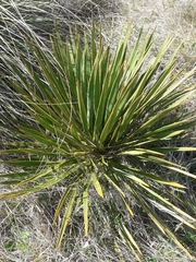 Aciphylla aurea