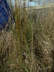 Juncus filicaulis