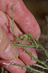 Parkinsonia texana macra