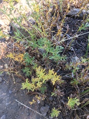 Artemisia michauxiana