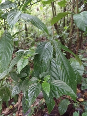 Acanthoideae